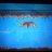 humpback sounder pic